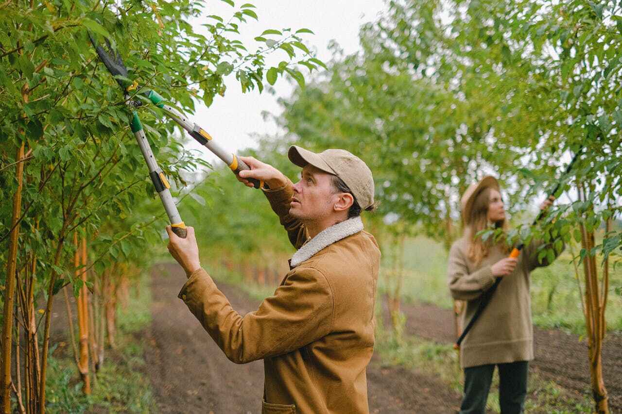 Best Arborist Services Near Me  in Glencoe, MN